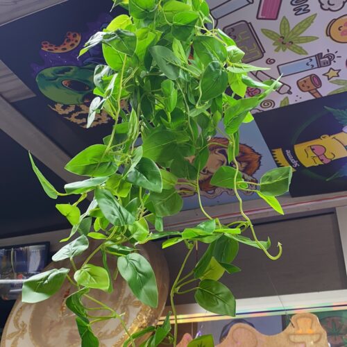 HANGING PLANT